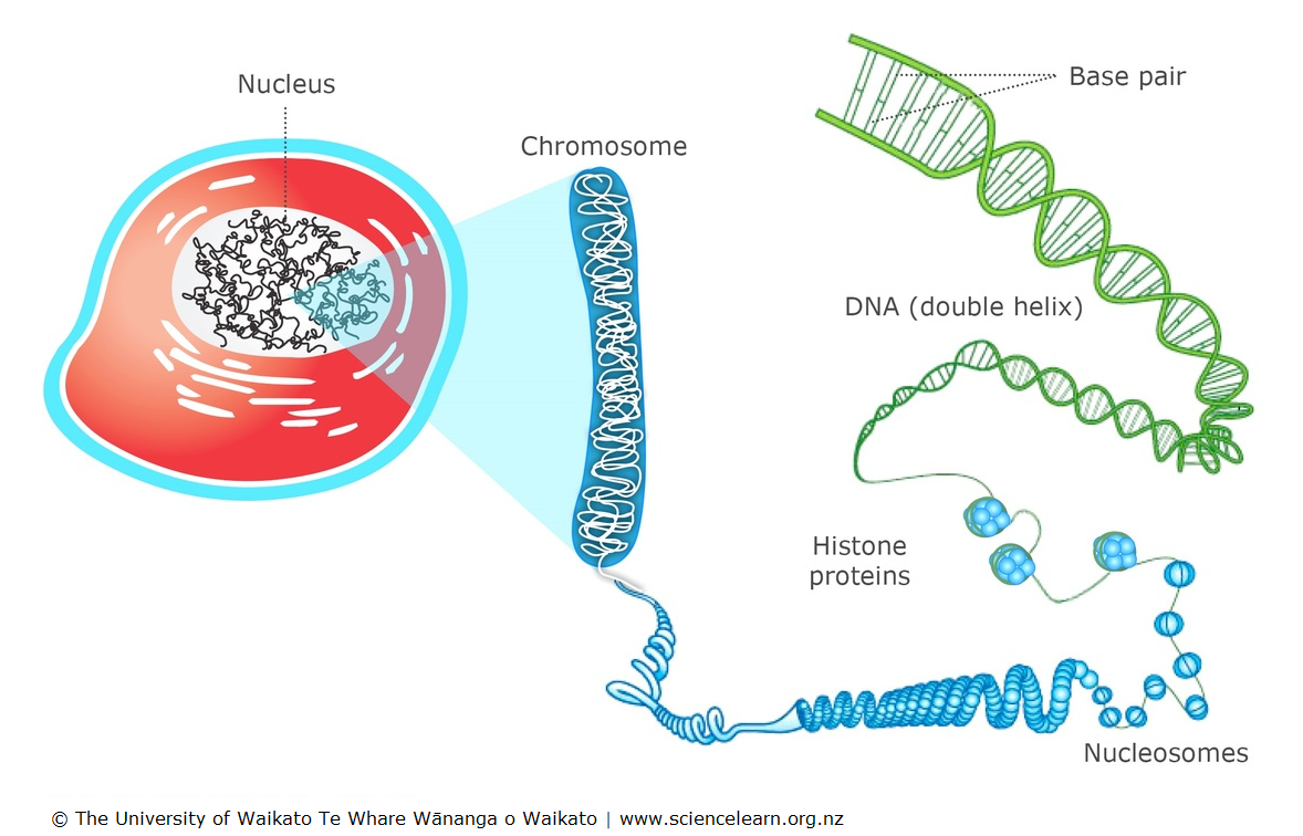 ../_images/chromosomes_and_DNA.png