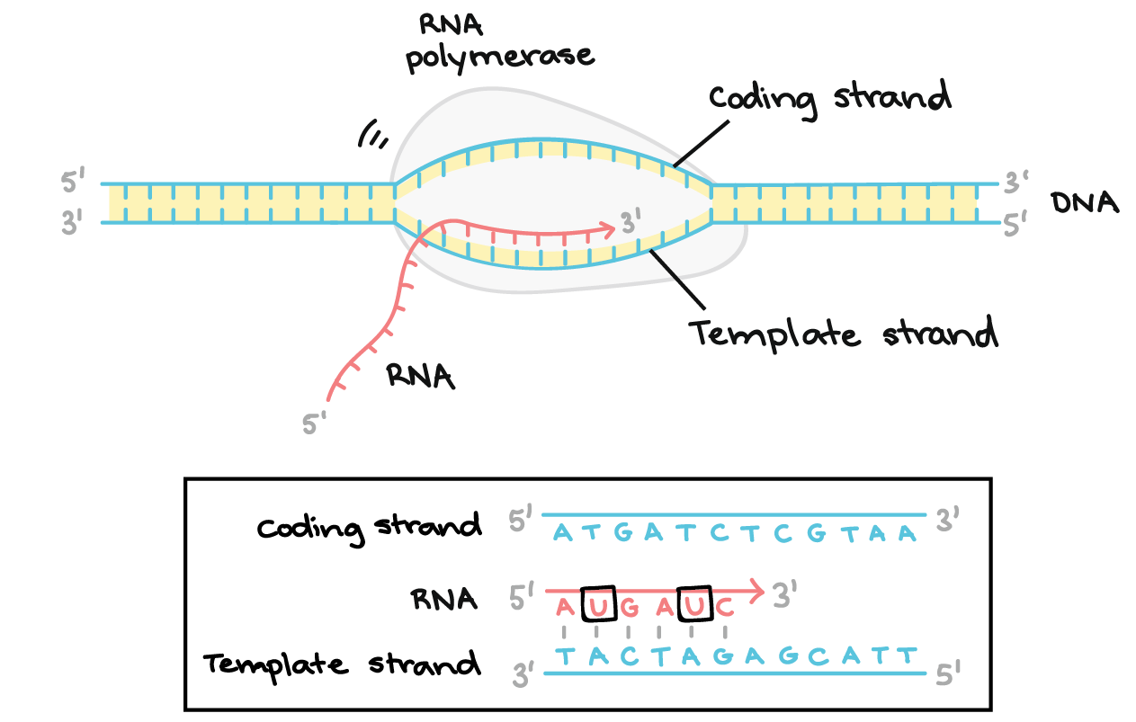 ../_images/kahn_elongation.png