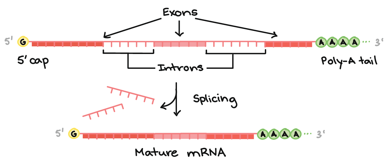 ../_images/kahn_splicing.png